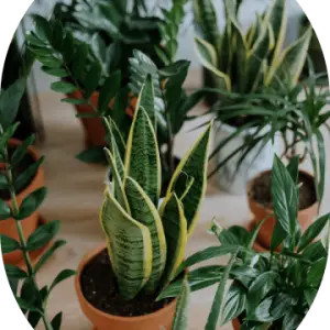 Parlor Palm