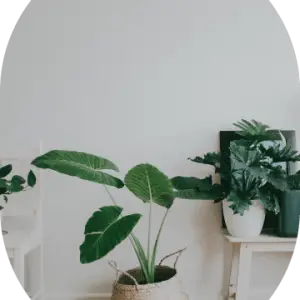 Parlor Palm