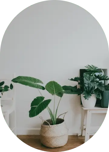 Parlor Palm