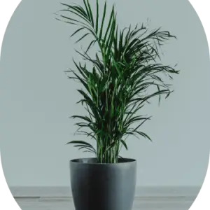 Parlor Palm