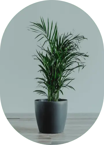 Parlor Palm
