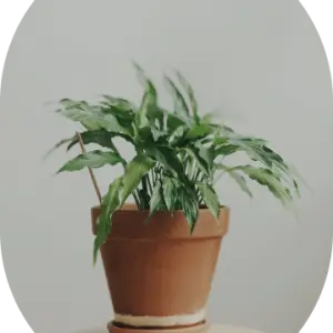 Pathos Plant