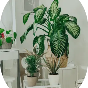 Parlor Palm