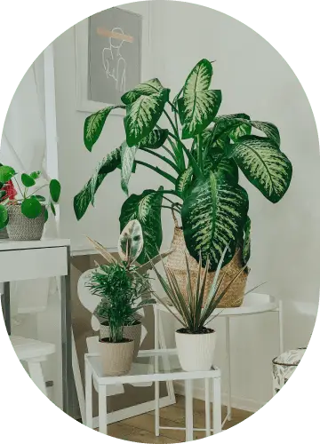 Parlor Palm
